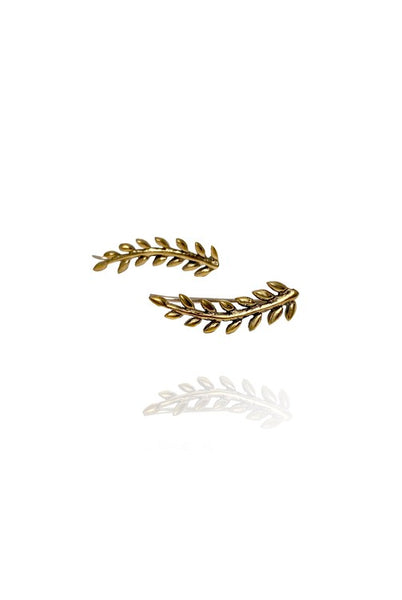 Bohemia earcrawler fern - 30% REA